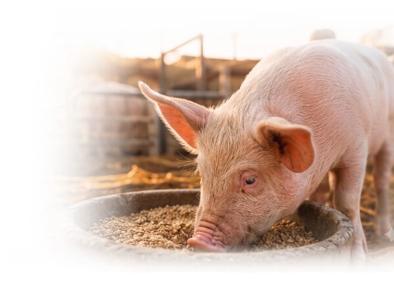 Cerdito alimentándose en Granja Villa Morales del Valle SAS